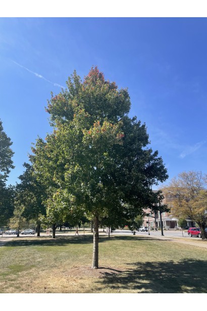 Пірамідальний клен червоний Феєрв’ю Флейм в ландшафтному дизайні. 